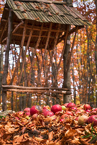 秋季森林树叶中的红苹果，野生食物