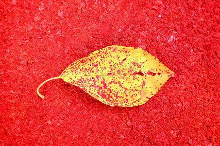 ir摄影照片_街道地板上秋季彩绘叶子的红外照片