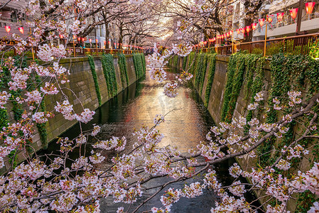 日本东京目黑运河的樱花或樱花