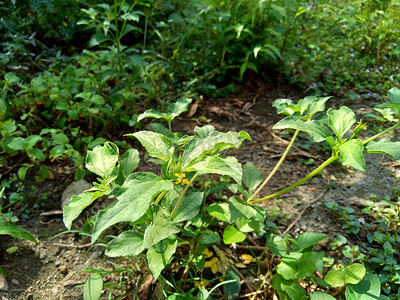 结节杂草（也称为 Synedrella nodiflora、synderella 杂草）具有自然背景。