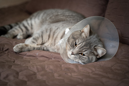 家养灰色英国短毛猫，眼睛是橙色的，在家里的沙发上有一个保护项圈，手术后。