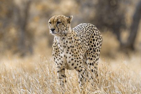 南非克鲁格国家公园的猎豹