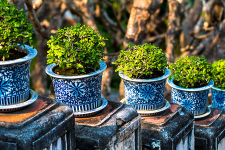 泰国Phetburi宫殿花盆里美丽的Carmona retusa或福建茶树