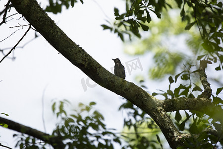 树枝上的灰色猫鸟