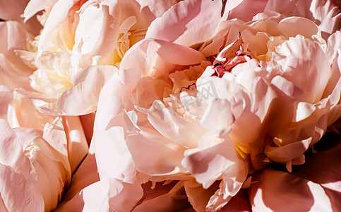 牡丹花作为豪华花卉背景、婚礼装饰和活动品牌