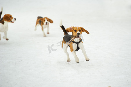 比格犬品种的狗在冬天户外的雪地里玩耍