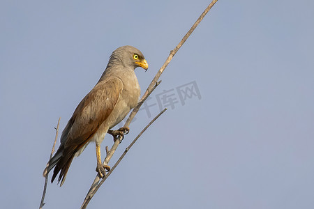 白眼秃鹰、白眼秃鹰 (Butastur teesa) 的图像栖息在自然背景的树枝上。