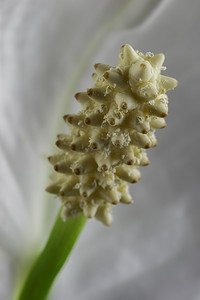 宏观观盛开的白色马蹄莲花