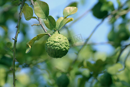 果味摄影照片_佛手柑卡菲尔、树上的石灰和绿叶模糊的背景