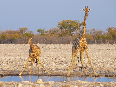 漂亮长颈鹿摄影照片_纳米比亚埃托沙国家公园的长颈鹿在日落时喝水。