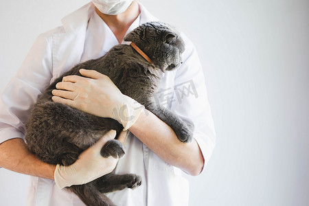 一只漂亮的灰猫在兽医的手中。
