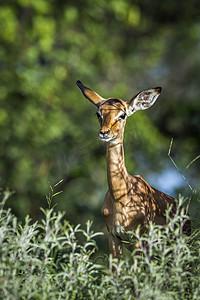 克鲁格摄影照片_南非克鲁格国家公园的普通黑斑羚