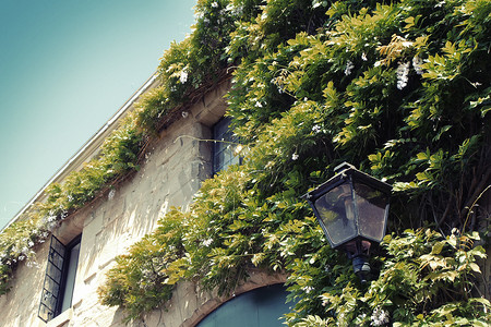 建筑外墙绿化