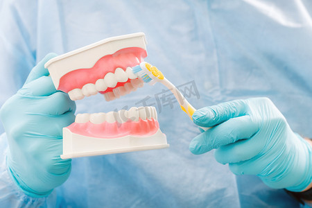 牙医手中有牙齿和牙刷的人颌模型