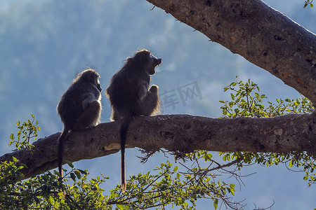 南非克鲁格国家公园的查克马狒狒
