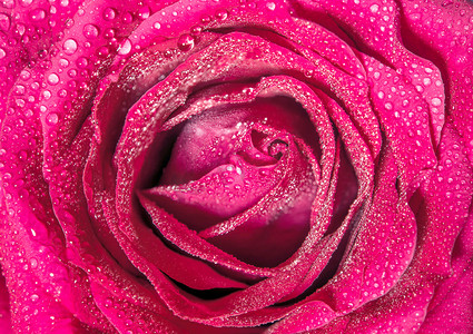 甜美金克丝摄影照片_粉红玫瑰的甜美色彩，浪漫色彩的自然花卉背景