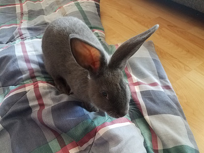 灰色大耳朵兔子摄影照片_木地板上毯子上的灰色兔子，长着胡须和耳朵
