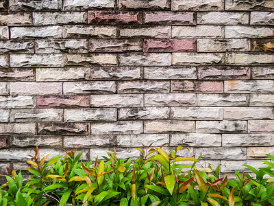 古老的砖墙和绿色植物背景.jpg