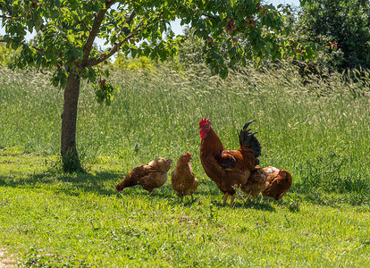 克罗地亚散养公鸡和母鸡