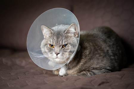 地插摄影照片_手术后戴着兽医项圈的灰色苏格兰直耳猫悲伤地躺在家里的沙发上。