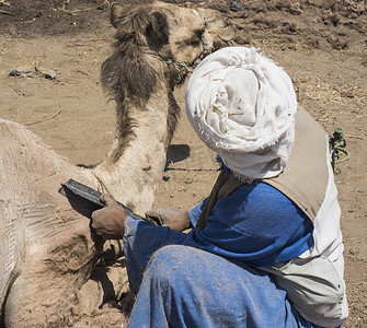 传统的非洲流浪者剪羊毛驯化的骆驼