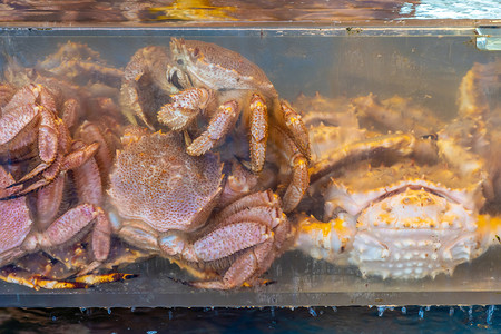北海道函馆海鲜市场的红帝王蟹（Taraba 蟹）或阿拉斯加帝王蟹