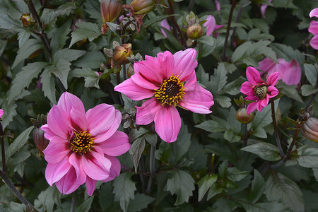 花境摄影照片_花园花境中开花大丽花“紫色宝石”的特写