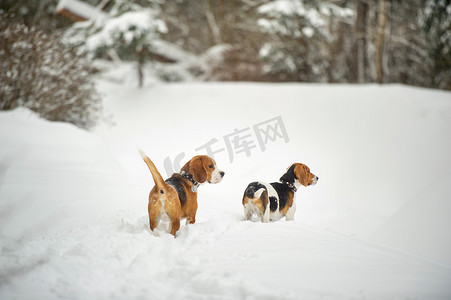 比格犬的狗在冬天的户外雪地里玩耍
