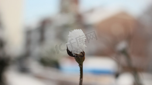 冬季降雪期间植物叶子上的雪