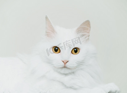 白色毛茸茸的可爱猫咪