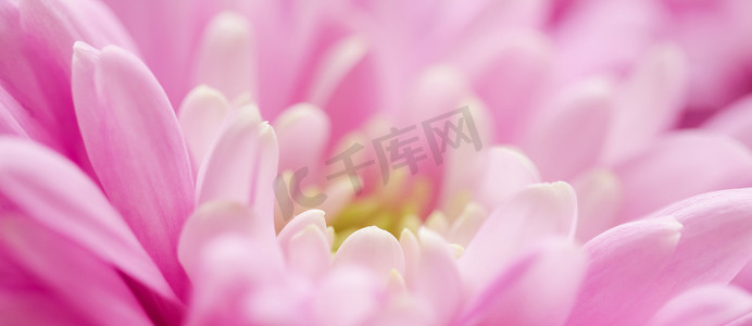 盛开的粉色雏菊花瓣、抽象花卉艺术背景、春天大自然中的花朵香水香味、婚礼、奢华美容品牌假日设计