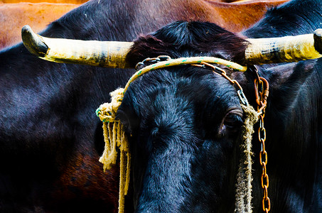一只大牛头的特写，用绳子绑在水槽上，农场动物