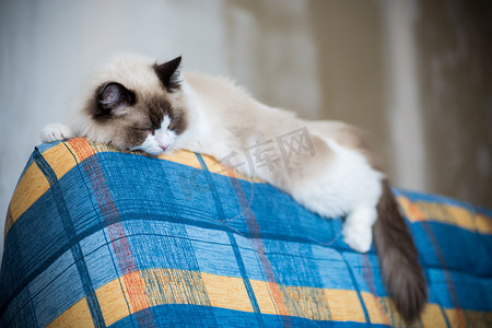 沙发猫摄影照片_年轻漂亮的纯种布娃娃猫在家