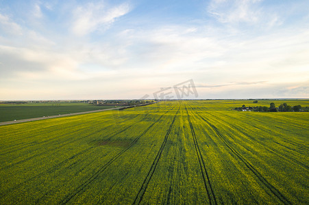白俄罗斯农业区雨后黄色油菜田的顶视图。农业部门发展的概念