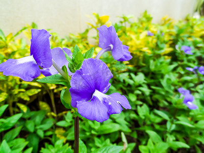 Otacanthus caeruleus 紫色白花的名称，泰国 c