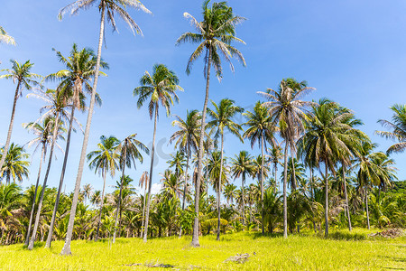 在一个狂放的泰国海岛上的高大棕榈树