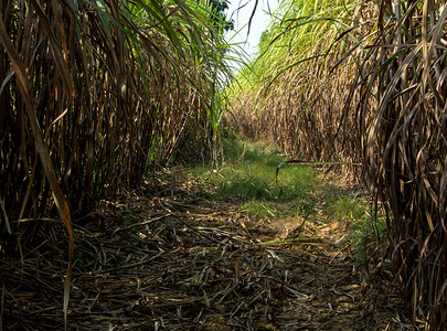 在甘蔗农场的土路期间，干燥的甘蔗叶子和长得太大的甘蔗淹没了头部