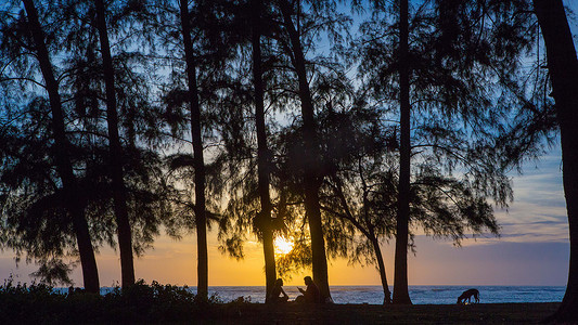 森林夕阳摄影照片_夕阳的剪影，松树，海边的夕阳。