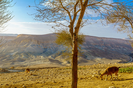 努比亚野山羊和 Nahal Zin 的风景