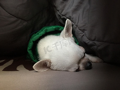 睡着的狗摄影照片_可爱的昏昏欲睡的吉娃娃狗正在卧室的床上睡觉或小睡