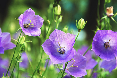 紫铃花 — 夏季花园中盛开的风铃草