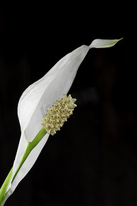 孤独的白色盛开的马蹄莲花