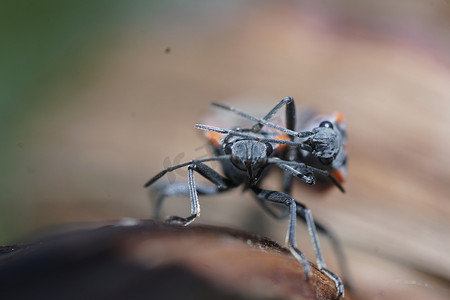 欧洲萤火虫 (Pyrrocoris Apterus) 情侣微距摄影