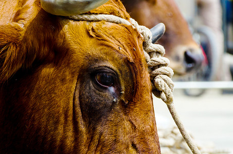 牛头外形摄影照片_一只大牛头的特写，用绳子绑在水槽上，农场动物