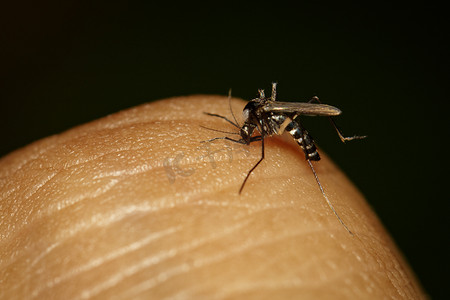 普通家蚊在人体皮肤上吸血的图像。