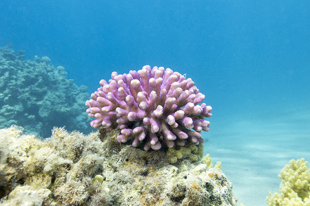 粉色珊瑚摄影照片_有粉红色手指珊瑚的珊瑚礁在热带海洋，水下