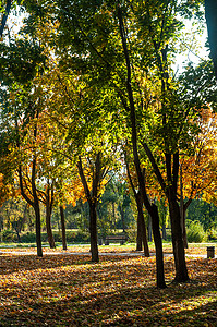 乌克兰比拉采尔科瓦 — 2019年10月11日。Ros河附近小公园的Colorfull秋树
