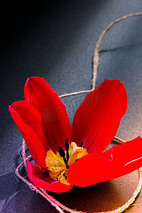 在深色背景上的红色郁金香与天然有机系蝴蝶结。