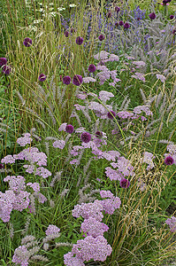 与 Achillea、葱属和草的花边界的细节