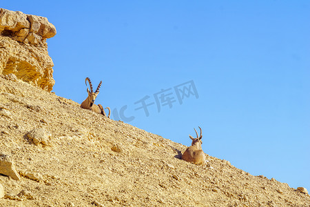 Makhtesh（火山口）拉蒙的努比亚野山羊